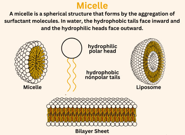 Micelle Formation