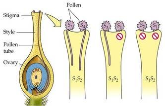 5 important out breeding devices in angiospermic plants 6 2368301