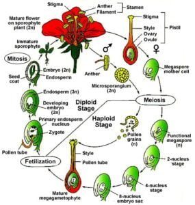 Male and female gametophytes