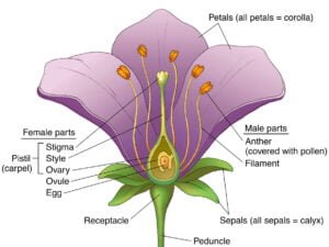 What are the reproductive parts in plants