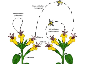 Types of pollination