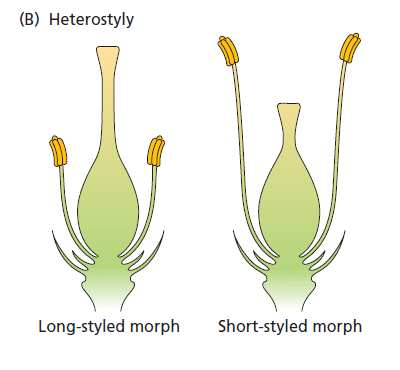 5 important out breeding devices in angiospermic plants 5 Heterostyly