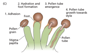 Pollen-pistil interactions