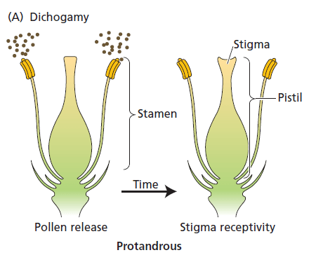 5 important out breeding devices in angiospermic plants 2 Protandrous