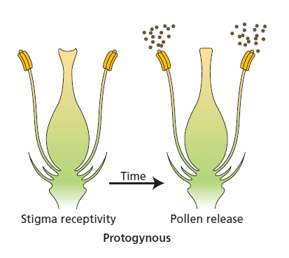 5 important out breeding devices in angiospermic plants 3 Protogyny