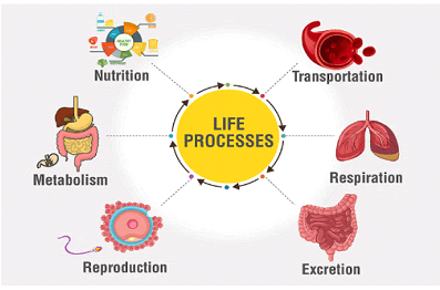 Life processes class 10