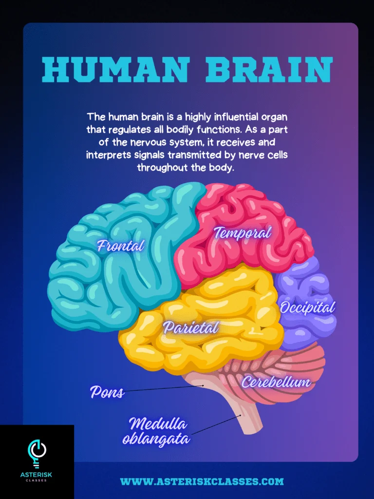 What is human brain and why its important? 1 Colourful bold science human brain classroom poster 20240603 200358 0000