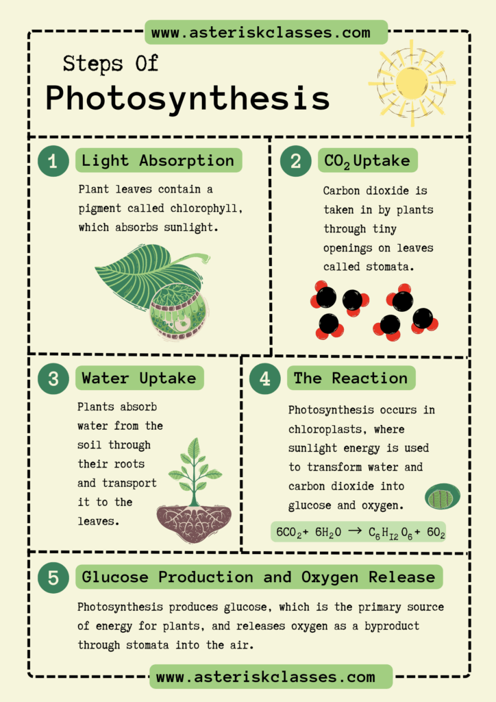 Green yellow illustrative photosynthesis poster 20240601 131524 0000