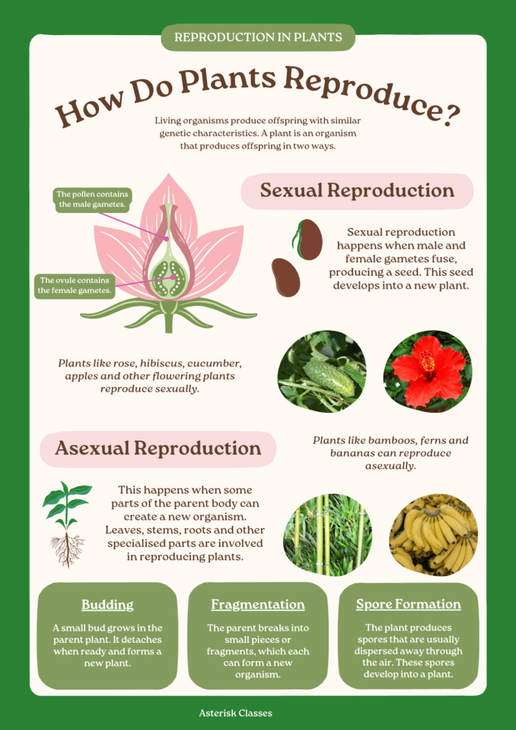 What is plants reproduction and why its so important? 1 How do plants reproduce science poster in pastel green white hand drawn sty 20240601 164719 0000