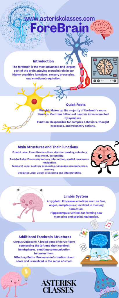 Most important parts of the forebrain (prosencephalon) 1 Purple simple 5 steps to problem solving infographic 20240531 215609 0000