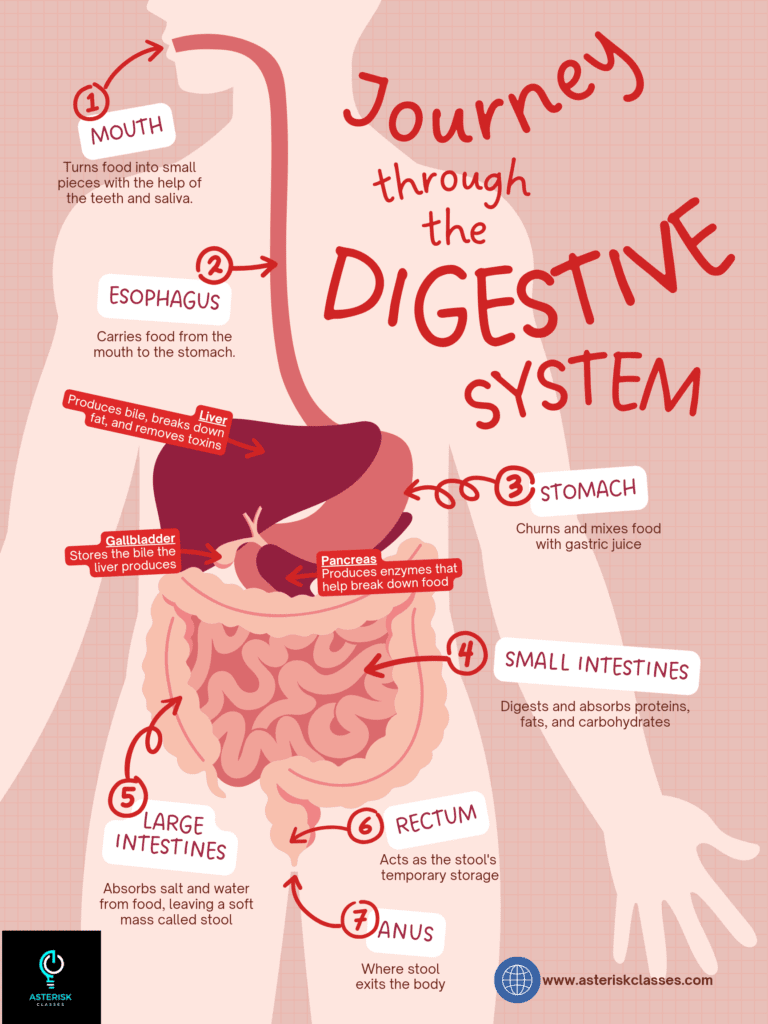 Most important parts of the digestive system of humans 1 Digestive system