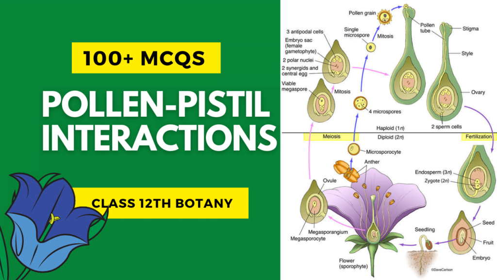 Mcqs of pollen-pistil interactions