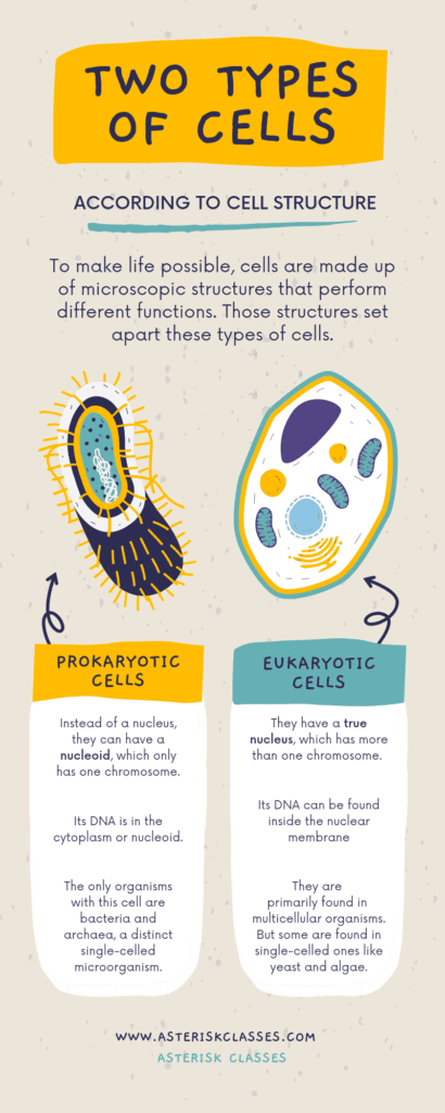 Important Points Of Difference Between Prokaryotic And Eukaryotic Cells ...