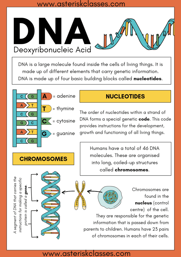 What is genetic material and why its so important? 1 Yellow and blue lined dna biology educational poster 20240601 164249 0000