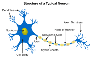 Nervous system