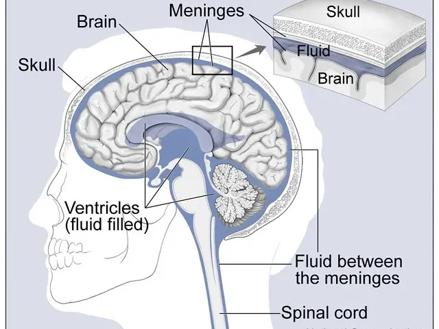 Important protective nervous tissue of brain with its functions 1 Nervous tissue