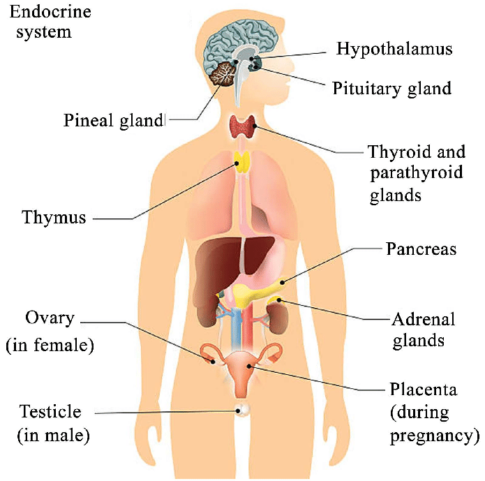 Hormones