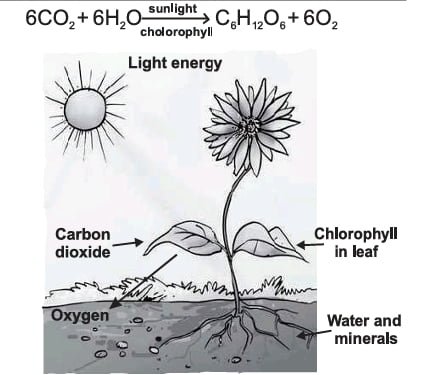 Nutrition in plants