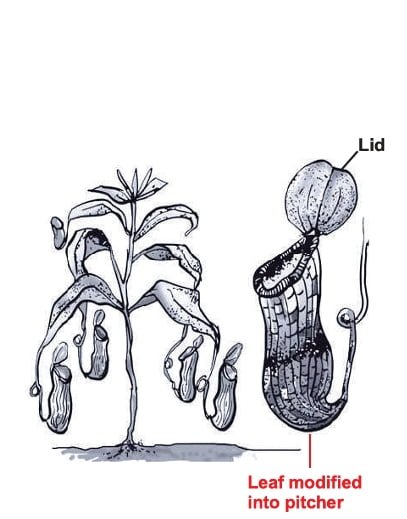 Nutrition in plants