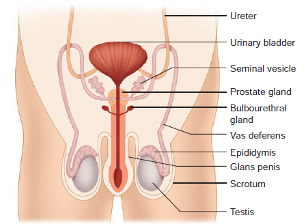 Male reproductive system