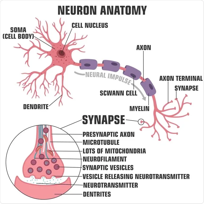 Important protective nervous tissue of brain with its functions 2 Nervous tissue