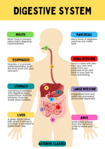 The most important parts of the digestive system 1 Digestive system