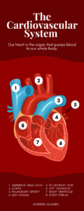 The most important parts of the human circulatory system 1 Human circulatory system
