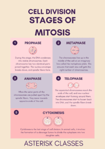 The most important stages of the mitosis 1 Mitosis