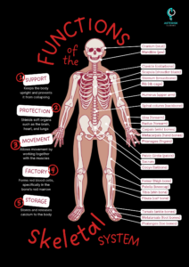 Functions of the skeletal system educational poster in a red light orange f 20240914 215854 0000