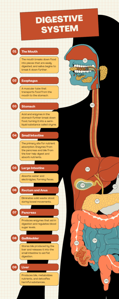 Human Digestive System: Overview, Function, And Key Components ...