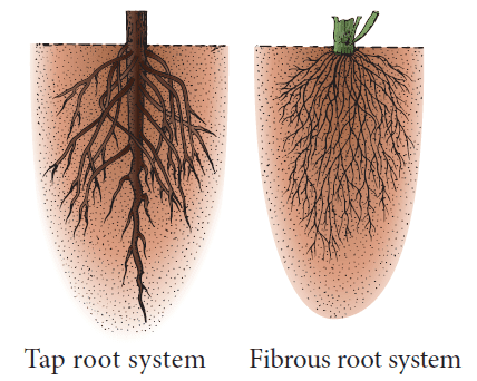 Morphology of root, stem and leaf with important functions 3 Types of roots