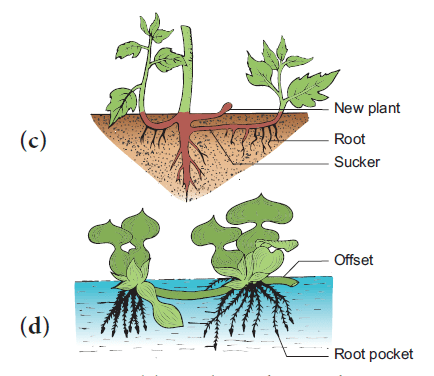 The shoot system stem and its important modifications 6 Aerial stem