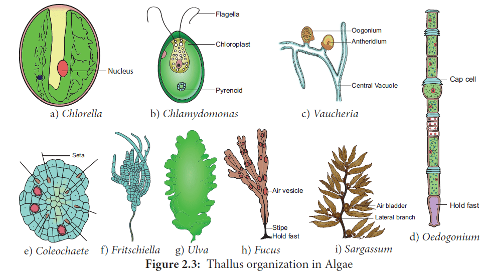 What are algae: characteristics, types, and economic importance 1 Algae