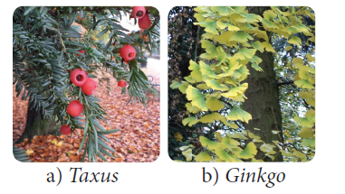 Gymnosperms characteristics, types, and economic importance 1 Gymnosperms
