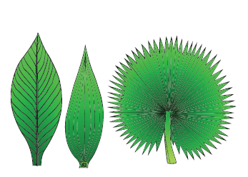 The leaf structure, characteristics, and functions 2 Leaf venation