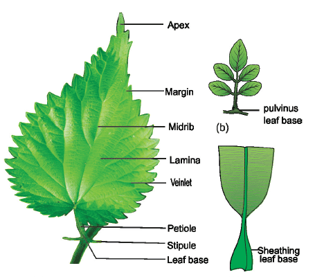 The leaf structure, characteristics, and functions 1 Leaf