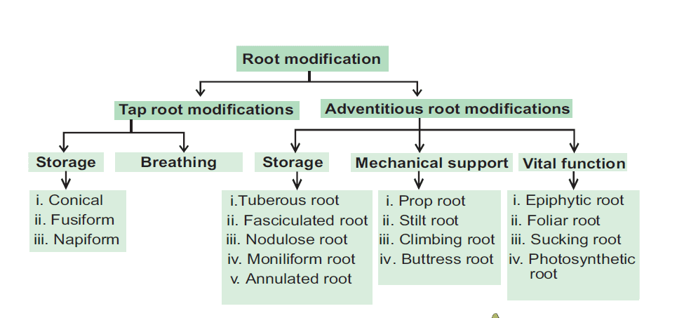 Morphology of root, stem and leaf with important functions 4 Root modification