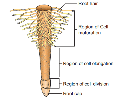 Morphology of root, stem and leaf with important functions 1 Root regions
