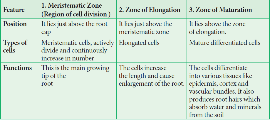 Morphology of root, stem and leaf with important functions 2 Root zones functions