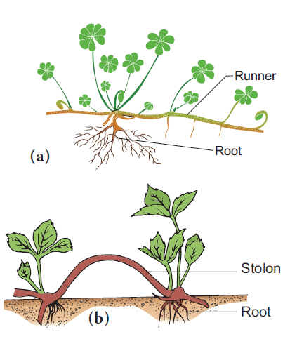The shoot system stem and its important modifications 7 Runner