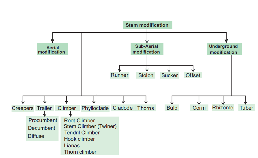 The shoot system stem and its important modifications 4 Stem modification