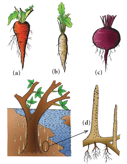 Morphology of root, stem and leaf with important functions 5 Tap root