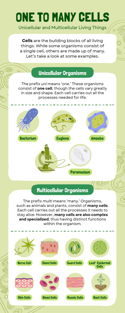 One to many cells: unicellular and multicellular living things 1 Structure function and information processing education infographic in gr 20241214 083706 0000
