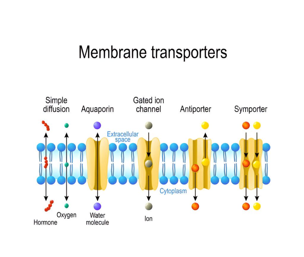 mbrane transporter
