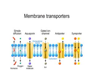 Transport membrane