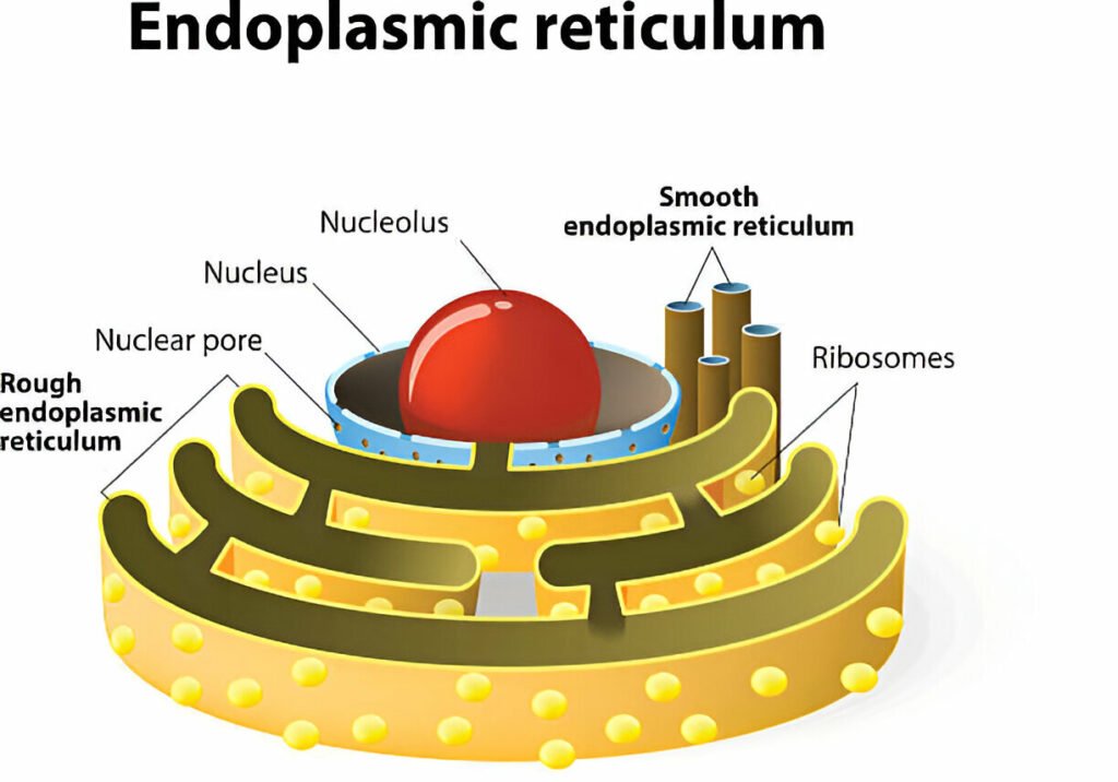 Endoplasmic reticulum