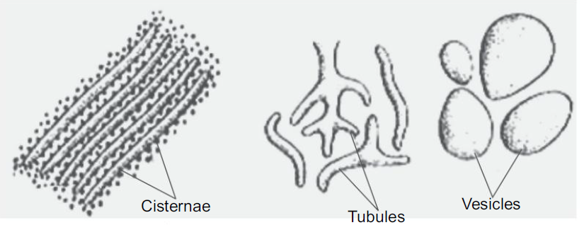 Components of endoplasmic reticulum