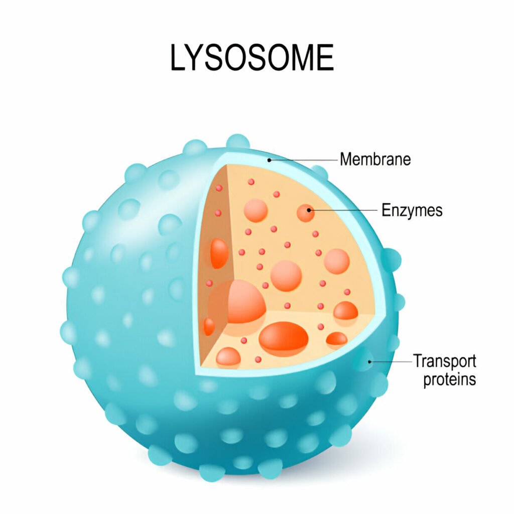 Lysosomes