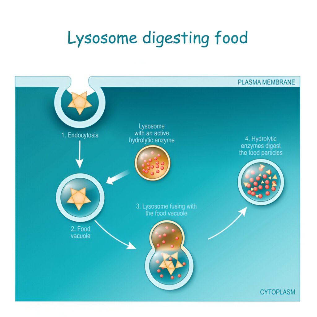 Lysosomal digestion