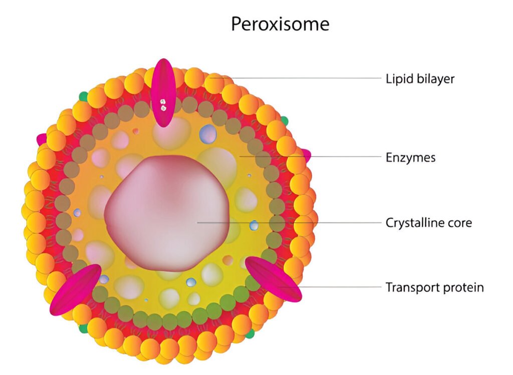 Peroxisome